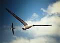 White-Capped Albatross by David Robinson